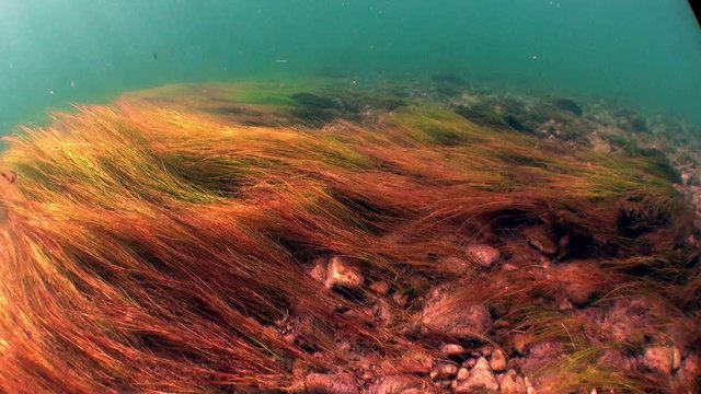 Underwater landscape in sunlight in water of Lena River in Siberia of Russia. Unique relaxation video about nature.