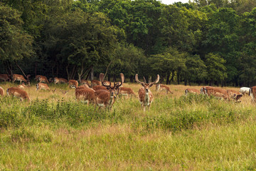 Naklejka na ściany i meble Herd of deers in the forest