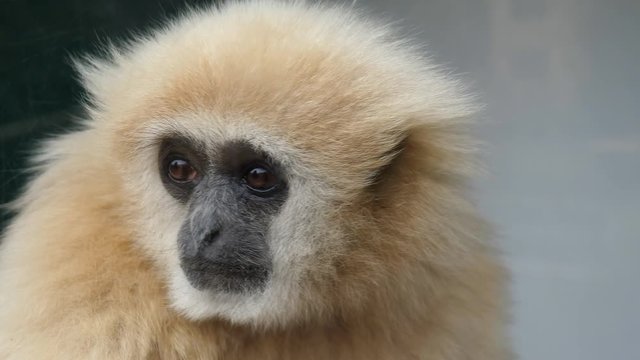 Close up of the face of light brown soft fur lar gibbon ape, Hylobates lar, watching around.