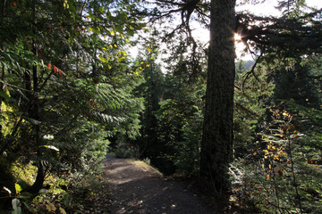 Hiking trail alongside a forested  mountain pass in early fall.