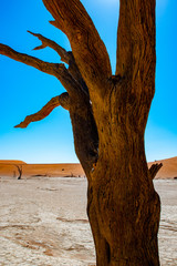 Désert de Sossusvlei en Namibie, Afrique