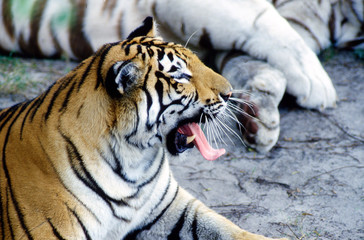 horizontal shot of tiger with mouth open and tongue hanging out