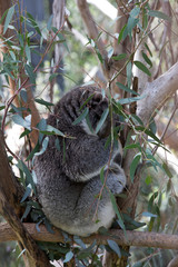 The Koala (Phascularctos cinereous) is an arboreal herbivorous marsupial native to Australia	