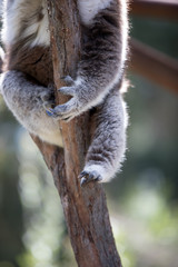 Koala's (Phascularctos cinereous) sharp claws.	