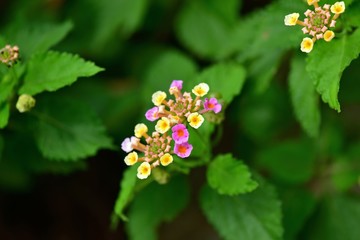 光を浴びて輝くカラフルなランタナ