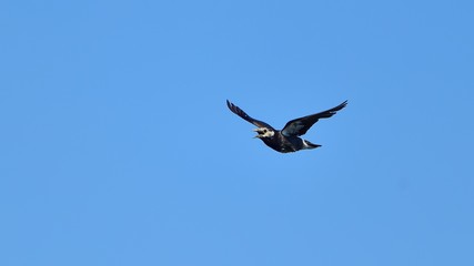 青空バックに飛ぶムクドリの飛翔シーン