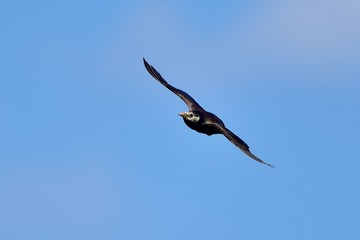 青空バックに飛ぶムクドリの飛翔シーン