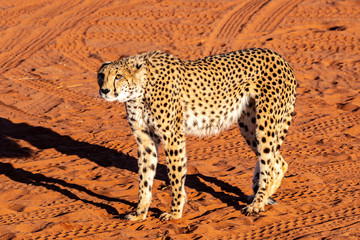 Guépard en Namibie, Afrique