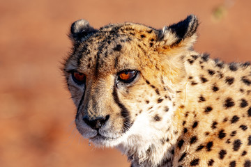 Guépard en Namibie, Afrique