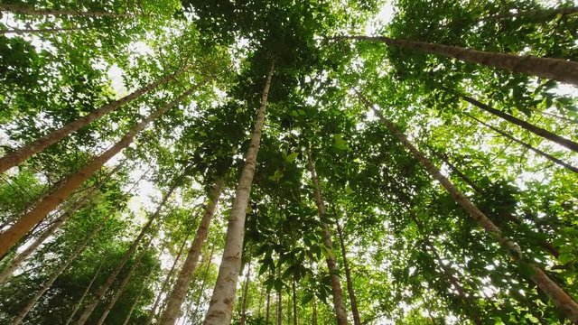 Vertical and height of Dipterocarpus intricatus tree in the forest. Panning video