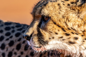 Guépard en Namibie, Afrique