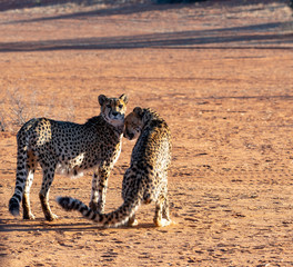 Guépard en Namibie, Afrique