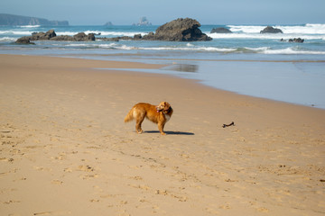 Brown dog on the beach with waves