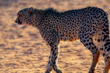 Guépard en Namibie, Afrique