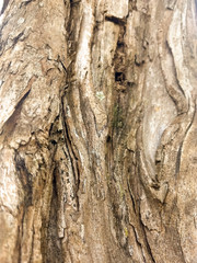 bark of a tree