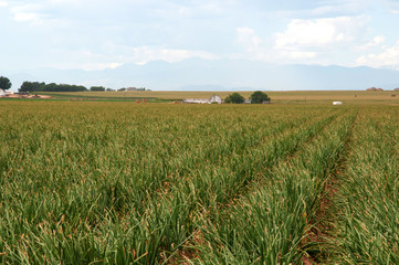 Onions growing on a farm in central Colorado.