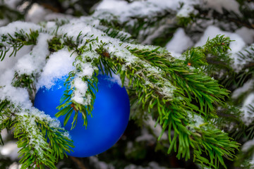 Christmas decorations. A real fir tree covered with snow. Christmas toy, blue ball, hanging on a branch. Close-up. Xmas