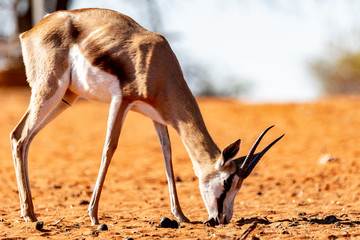 Gazelle springbock parc national d'etosha en Namibie	