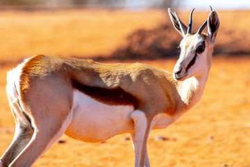 Gazelle springbock parc national d'etosha en Namibie	 - obrazy, fototapety, plakaty
