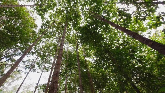 Vertical and height of Dipterocarpus intricatus tree in the forest. Panning video
