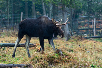 A lone bull moose in the woods