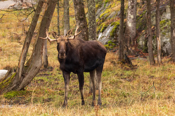 A lone bull moose in the woods
