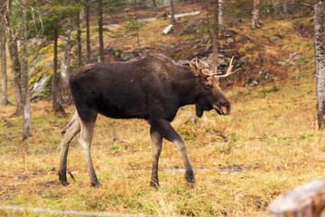 A lone bull moose in the woods