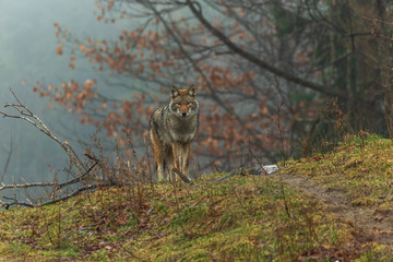 Obraz premium A lone coyote on a foggy day