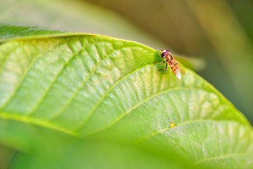 A close-up of an insect perching on a wild plant: aphid eater