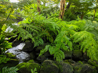 Obraz premium waterfall in the jungle