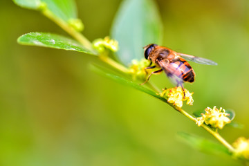 A close-up of an insect perching on a wild plant: aphid eater