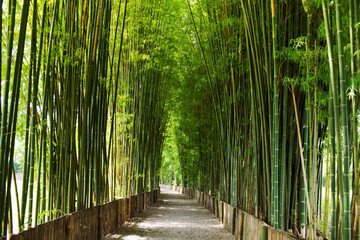 Fototapeta na wymiar Green bamboo tree in park