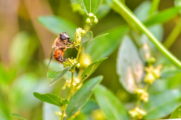 A close-up of an insect perching on a wild plant: aphid eater