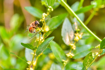 A close-up of an insect perching on a wild plant: aphid eater