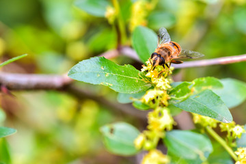 A close-up of an insect perching on a wild plant: aphid eater