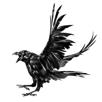 painted raven bird in monochrom on a white background