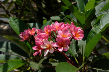 Pink Frangipani / Plumeria flower known as bunga kamboja in Indonesia