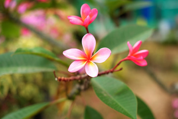 Pink Frangipani / Plumeria flower known as bunga kamboja in Indonesia