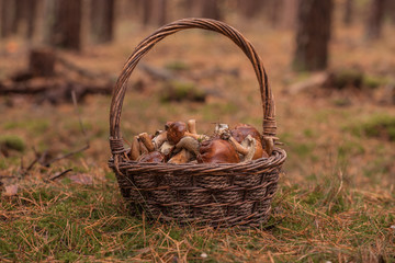 Fototapeta na wymiar A full basket with edible mushrooms.
