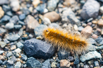 Caterpillar