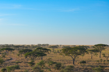 Aerial view of the plains of the Serengeti with acacia trees under a blue sky in Tanzania, Africa