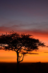 Fototapeta na wymiar Silhouette of a solitary acacia tree against a bright orange sunrise in Serengeti National Park, Tanzania, Africa