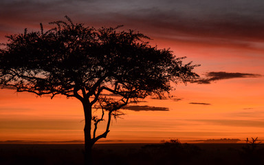 Fototapeta na wymiar Silhouette of an acacia tree at sunrise with an orange sky on the plains of Serengeti National Park, Tanzania, Africa