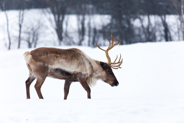 Caribou in winter