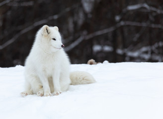 Obraz premium A lone Arctic Fox in winter