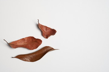 Fototapeta premium Autumn composition. Frame made of autumn leaves, Flat lay leaf on white background, top view, copy space