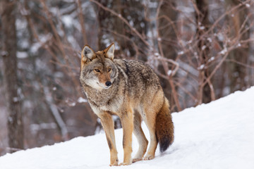 Naklejka premium A lone coyote in winter