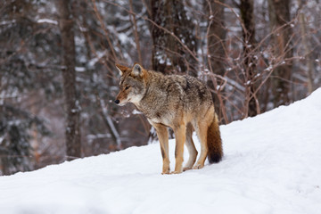 Fototapeta na wymiar A lone coyote in winter