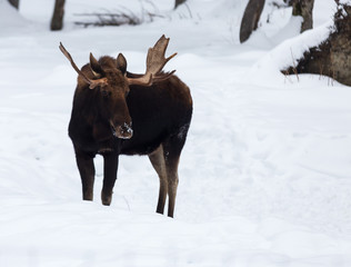 A lone bull moose in winter