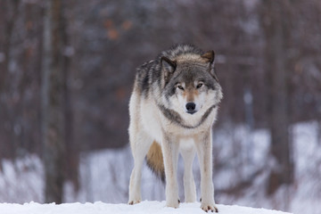 Obraz premium A lone timber wolf in winter